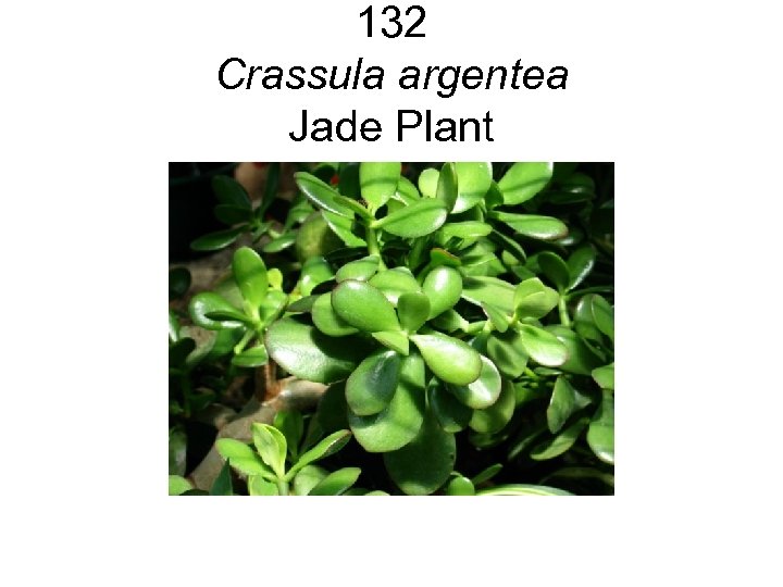 132 Crassula argentea Jade Plant 