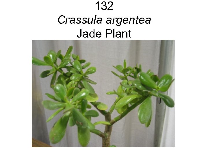 132 Crassula argentea Jade Plant 