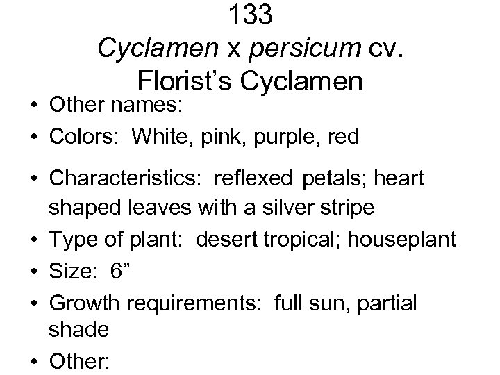 133 Cyclamen x persicum cv. Florist’s Cyclamen • Other names: • Colors: White, pink,