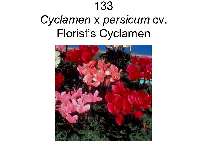 133 Cyclamen x persicum cv. Florist’s Cyclamen 