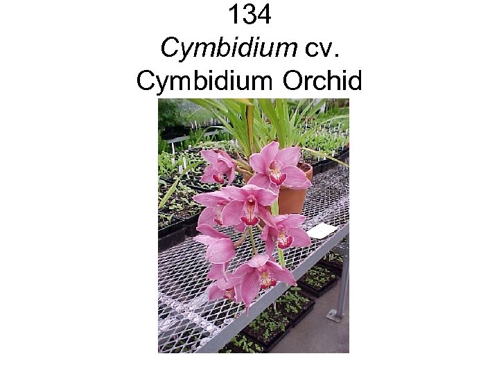 134 Cymbidium cv. Cymbidium Orchid 