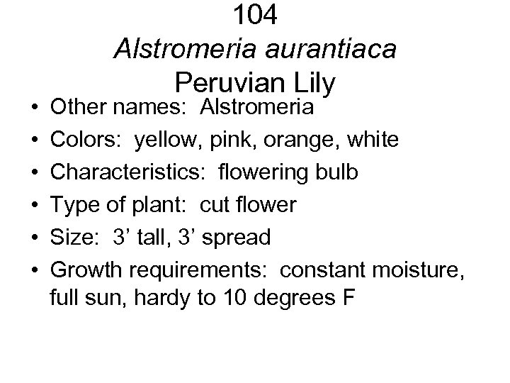  • • • 104 Alstromeria aurantiaca Peruvian Lily Other names: Alstromeria Colors: yellow,