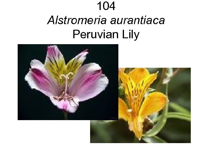 104 Alstromeria aurantiaca Peruvian Lily 
