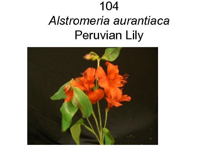104 Alstromeria aurantiaca Peruvian Lily 