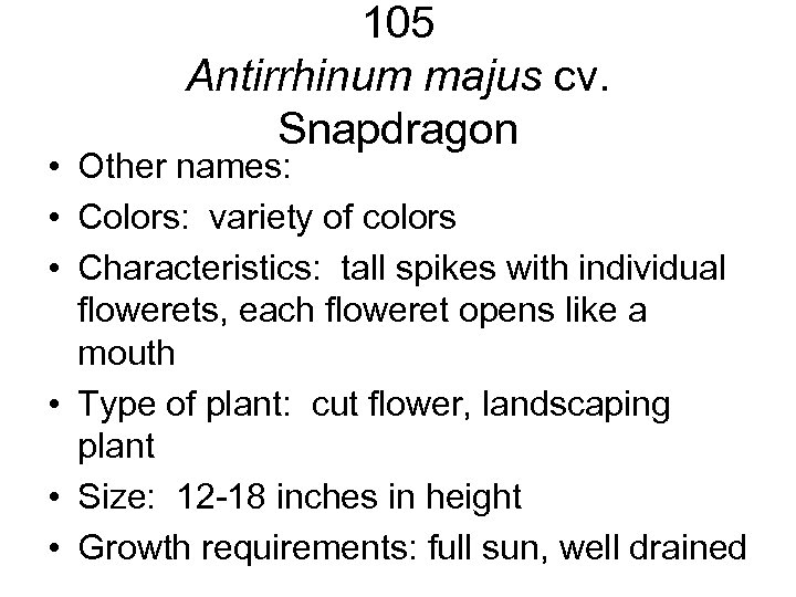 105 Antirrhinum majus cv. Snapdragon • Other names: • Colors: variety of colors •