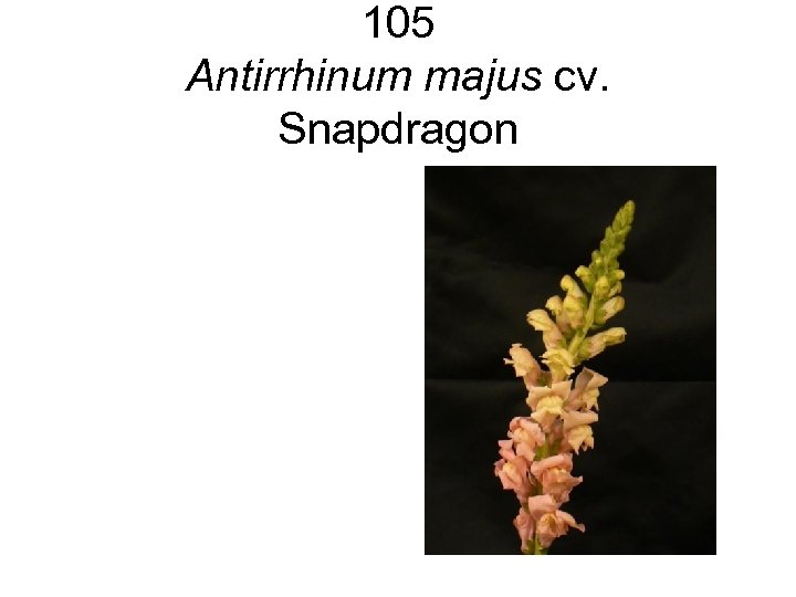 105 Antirrhinum majus cv. Snapdragon 