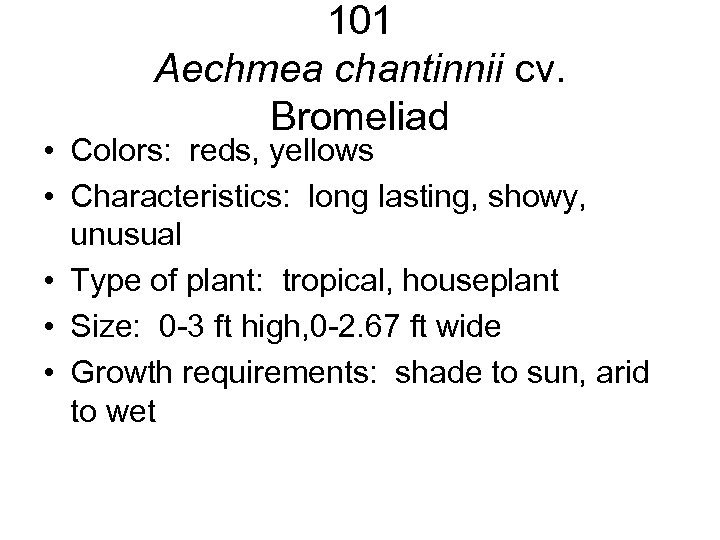 101 Aechmea chantinnii cv. Bromeliad • Colors: reds, yellows • Characteristics: long lasting, showy,