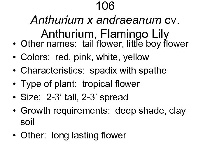  • • • 106 Anthurium x andraeanum cv. Anthurium, Flamingo Lily Other names: