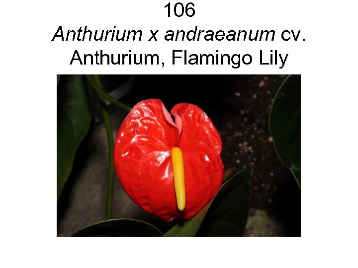 106 Anthurium x andraeanum cv. Anthurium, Flamingo Lily 