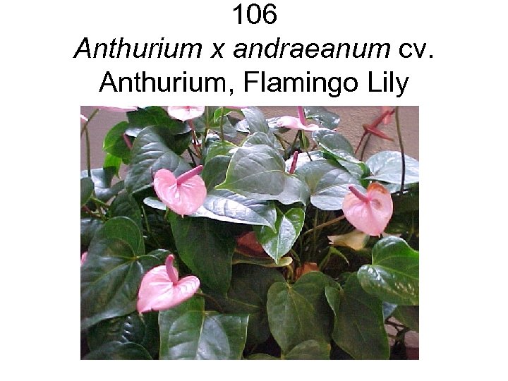 106 Anthurium x andraeanum cv. Anthurium, Flamingo Lily 