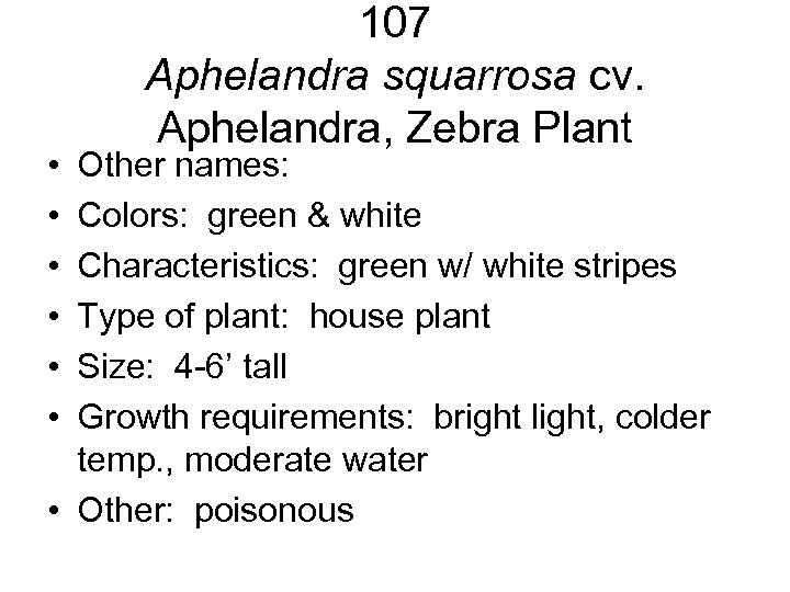  • • • 107 Aphelandra squarrosa cv. Aphelandra, Zebra Plant Other names: Colors: