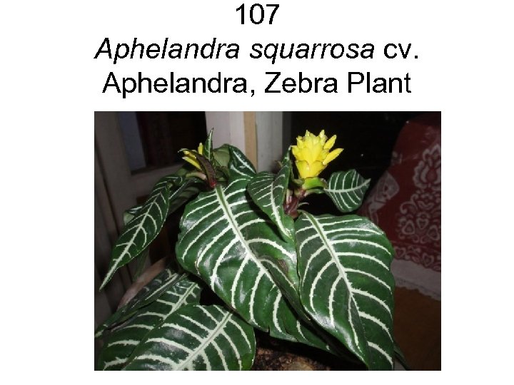 107 Aphelandra squarrosa cv. Aphelandra, Zebra Plant 