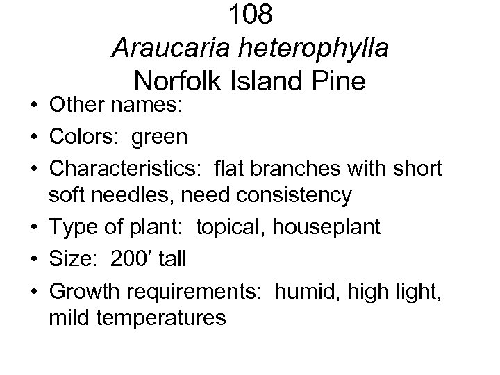 108 Araucaria heterophylla Norfolk Island Pine • Other names: • Colors: green • Characteristics: