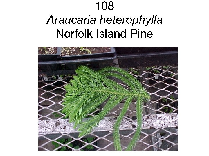 108 Araucaria heterophylla Norfolk Island Pine 