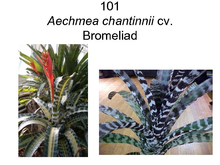 101 Aechmea chantinnii cv. Bromeliad 
