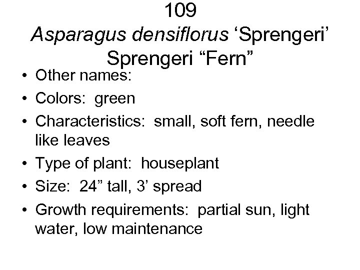 109 Asparagus densiflorus ‘Sprengeri’ Sprengeri “Fern” • Other names: • Colors: green • Characteristics: