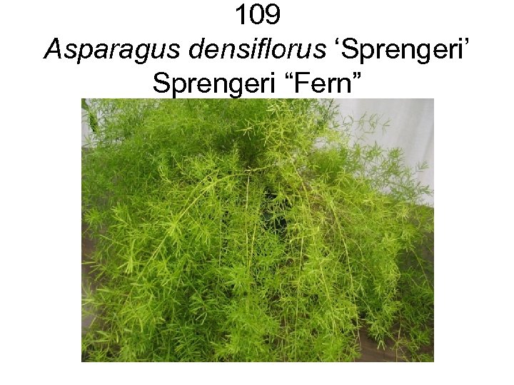 109 Asparagus densiflorus ‘Sprengeri’ Sprengeri “Fern” 