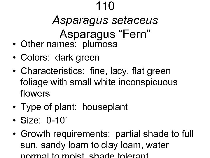 110 Asparagus setaceus Asparagus “Fern” • Other names: plumosa • Colors: dark green •
