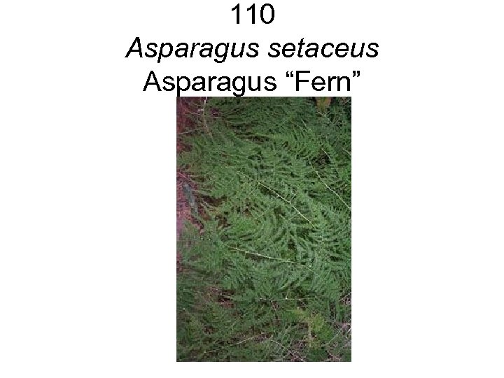 110 Asparagus setaceus Asparagus “Fern” 