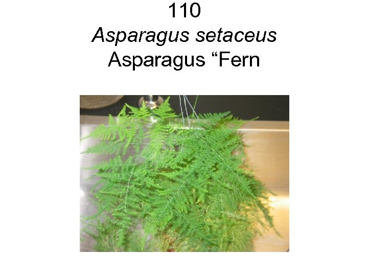 110 Asparagus setaceus Asparagus “Fern 