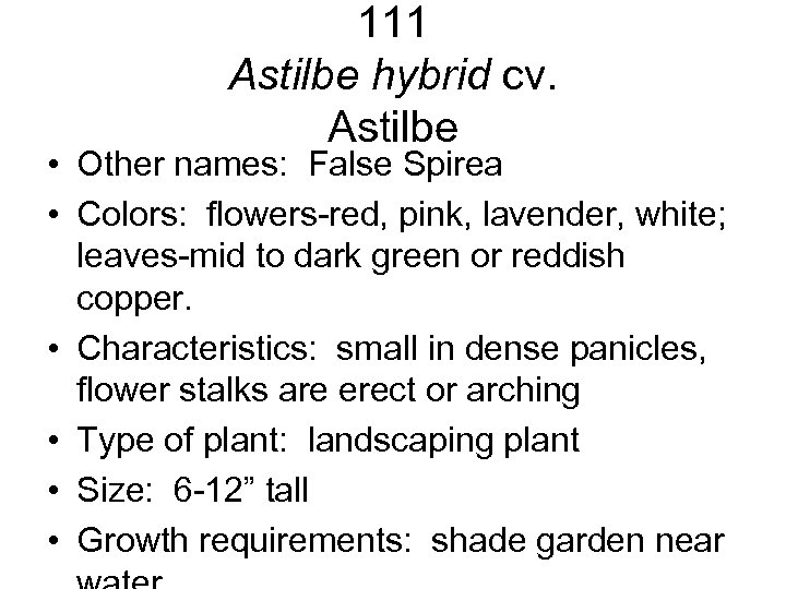 111 Astilbe hybrid cv. Astilbe • Other names: False Spirea • Colors: flowers-red, pink,