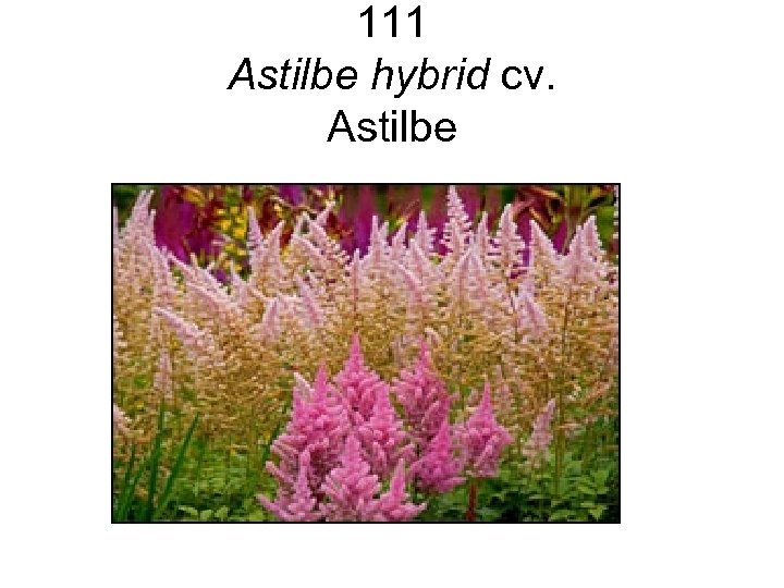 111 Astilbe hybrid cv. Astilbe 