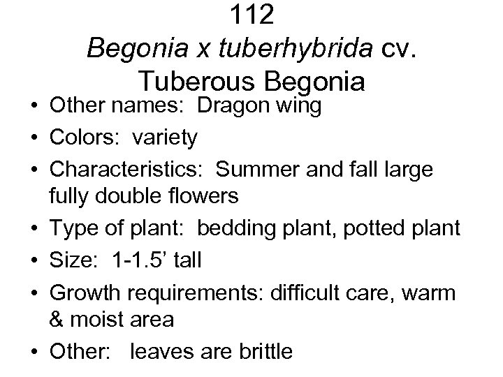 112 Begonia x tuberhybrida cv. Tuberous Begonia • Other names: Dragon wing • Colors: