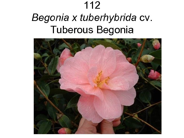 112 Begonia x tuberhybrida cv. Tuberous Begonia 