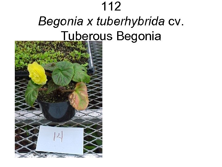 112 Begonia x tuberhybrida cv. Tuberous Begonia 