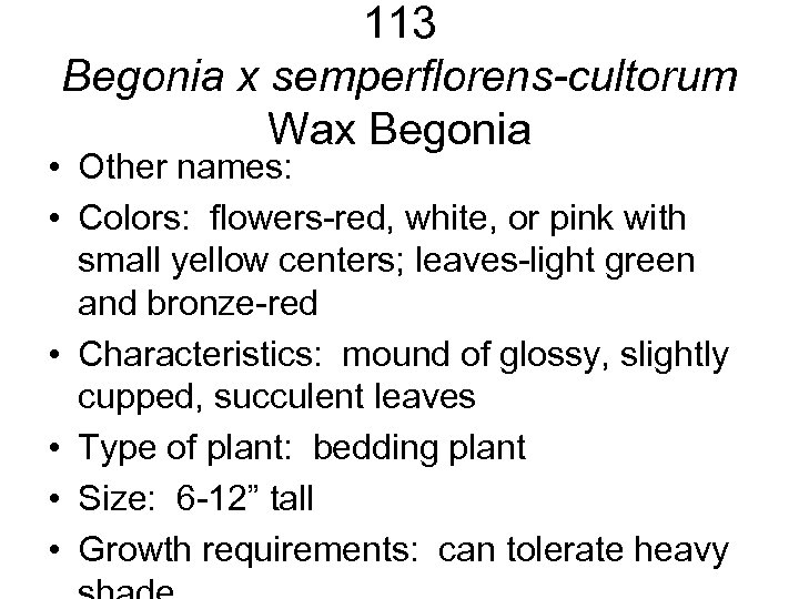 113 Begonia x semperflorens-cultorum Wax Begonia • Other names: • Colors: flowers-red, white, or