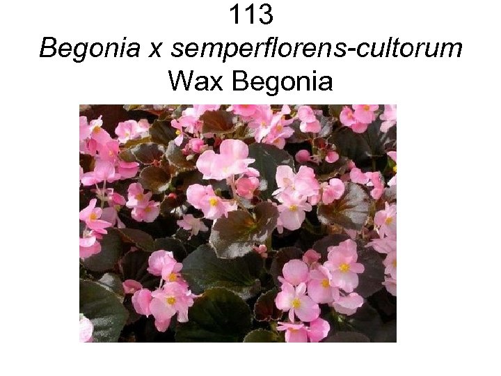 113 Begonia x semperflorens-cultorum Wax Begonia 