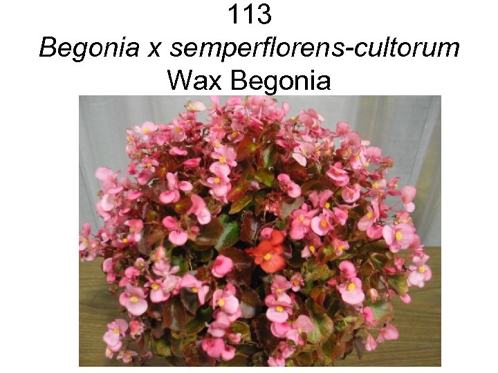 113 Begonia x semperflorens-cultorum Wax Begonia 