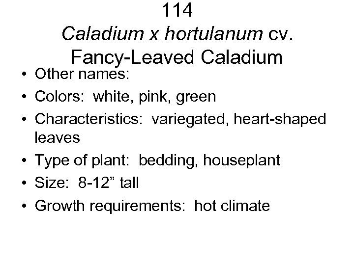 114 Caladium x hortulanum cv. Fancy-Leaved Caladium • Other names: • Colors: white, pink,