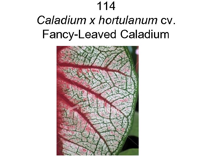 114 Caladium x hortulanum cv. Fancy-Leaved Caladium 