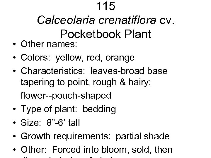 115 Calceolaria crenatiflora cv. Pocketbook Plant • Other names: • Colors: yellow, red, orange