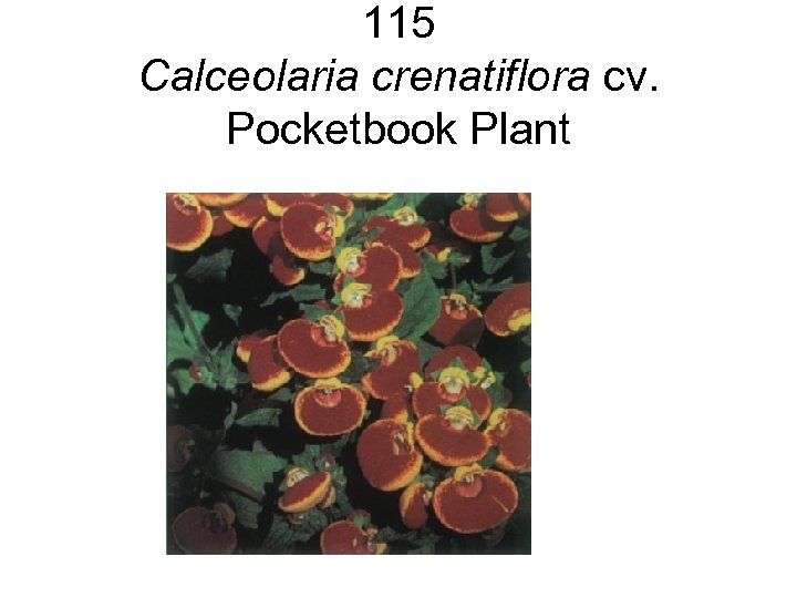 115 Calceolaria crenatiflora cv. Pocketbook Plant 