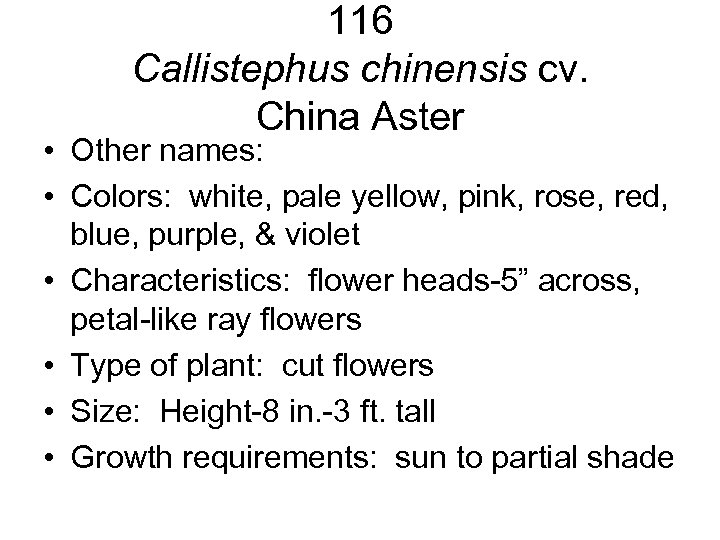 116 Callistephus chinensis cv. China Aster • Other names: • Colors: white, pale yellow,