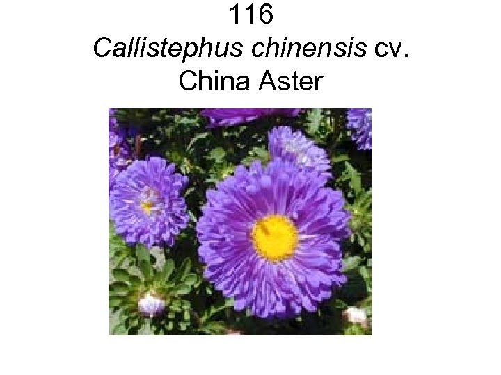 116 Callistephus chinensis cv. China Aster 