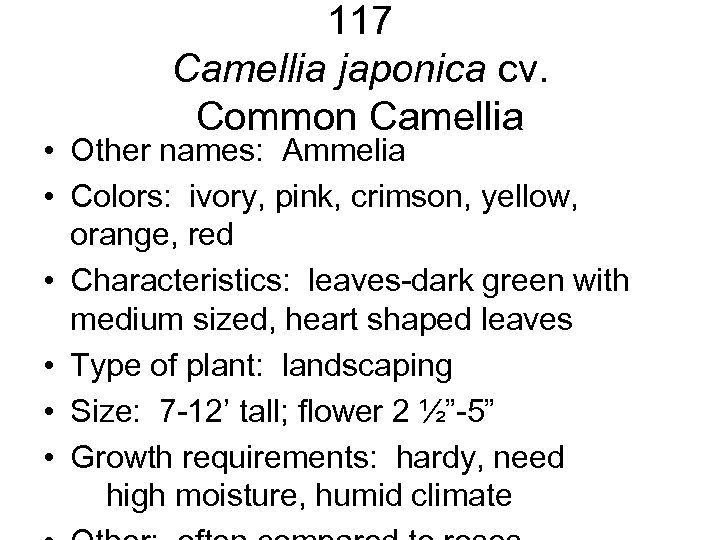 117 Camellia japonica cv. Common Camellia • Other names: Ammelia • Colors: ivory, pink,