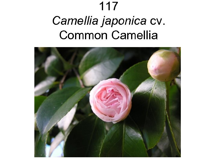 117 Camellia japonica cv. Common Camellia 