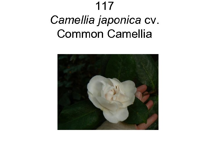 117 Camellia japonica cv. Common Camellia 