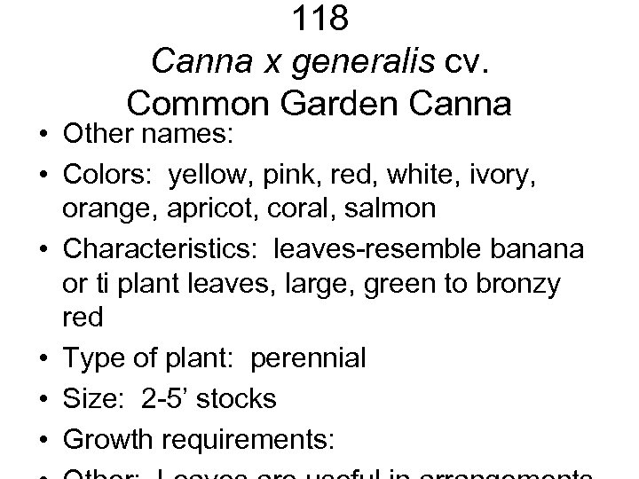 118 Canna x generalis cv. Common Garden Canna • Other names: • Colors: yellow,