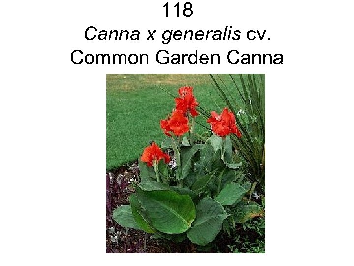 118 Canna x generalis cv. Common Garden Canna 