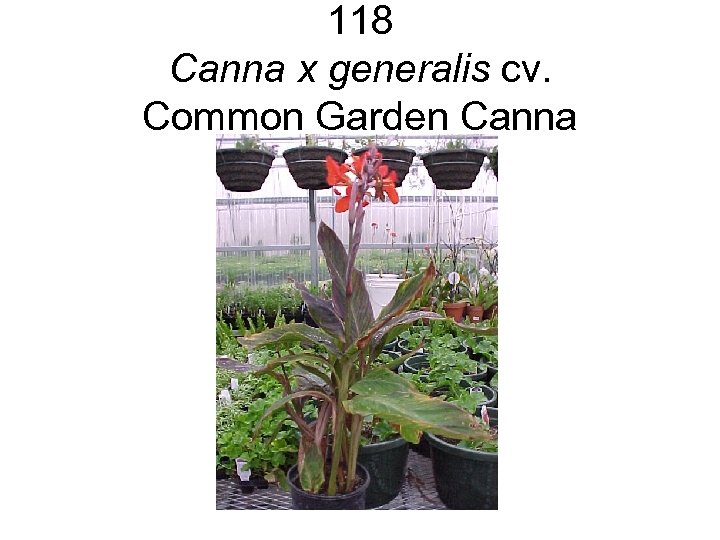 118 Canna x generalis cv. Common Garden Canna 