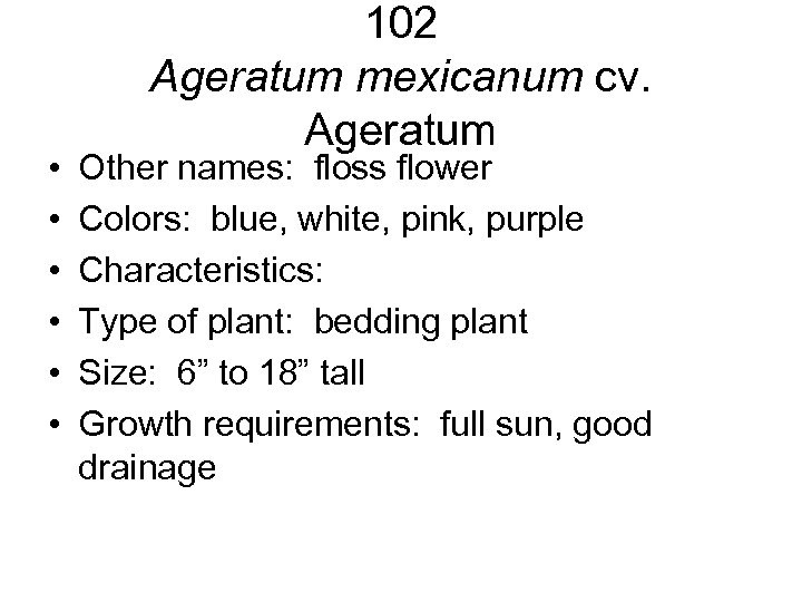  • • • 102 Ageratum mexicanum cv. Ageratum Other names: floss flower Colors: