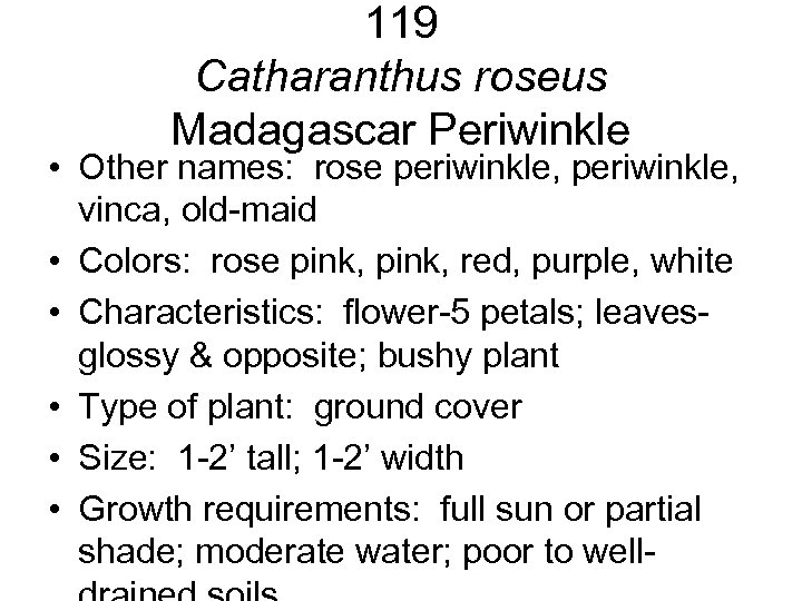 119 Catharanthus roseus Madagascar Periwinkle • Other names: rose periwinkle, vinca, old-maid • Colors:
