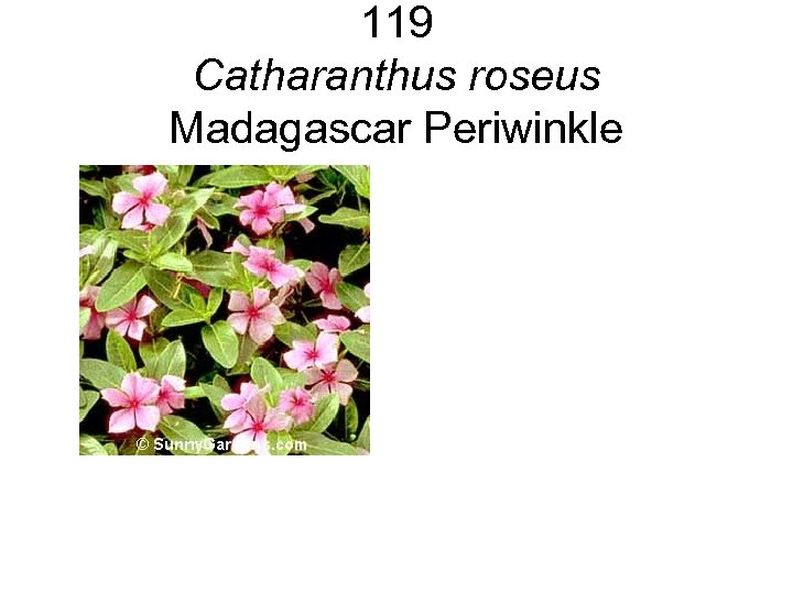 119 Catharanthus roseus Madagascar Periwinkle 