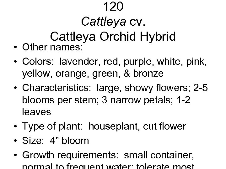 120 Cattleya cv. Cattleya Orchid Hybrid • Other names: • Colors: lavender, red, purple,