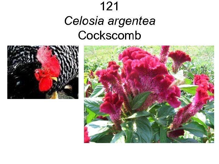 121 Celosia argentea Cockscomb 