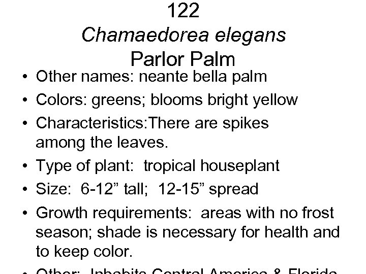 122 Chamaedorea elegans Parlor Palm • Other names: neante bella palm • Colors: greens;